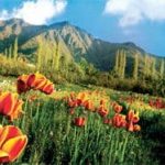 kashmir-flowers
